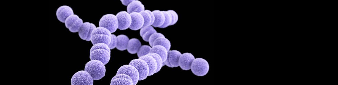 Fekal Streptococcus (Enterococcus) Sayımı